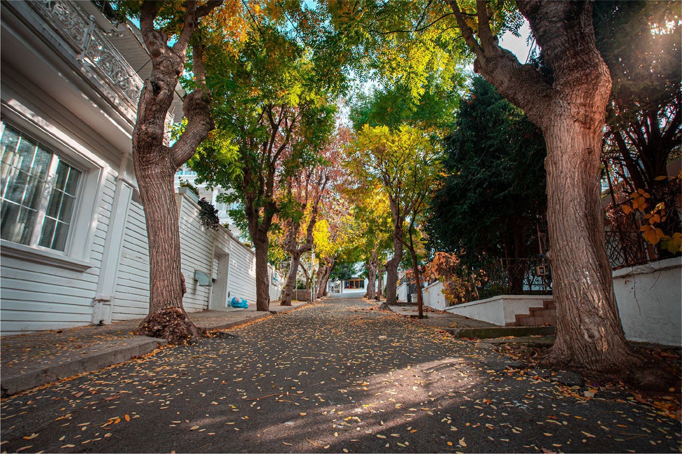 Mature tree canopy over an older Carrollton street where aging service lines are most prone to tree root intrusion