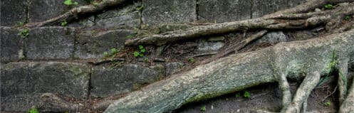 Tree roots wrapped around a corroded joint on a buried water service line, exposed during a Carrollton repair