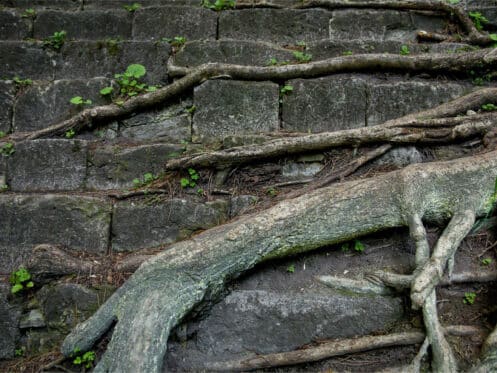 Tree roots wrapped around a corroded joint on a buried water service line, exposed during a Carrollton repair
